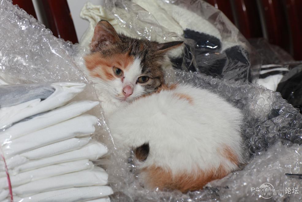 一 85MM F2,盒子遮光罩前后盖,有小痰盂同台对