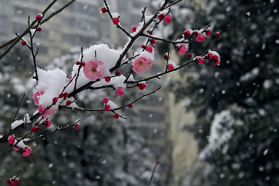 梅花喜欢漫天雪 (/)