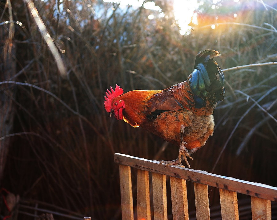 【一只漂亮的大公鸡摄影图片】生态摄影
