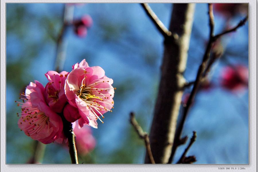 梅花二三枝 朵朵报春来