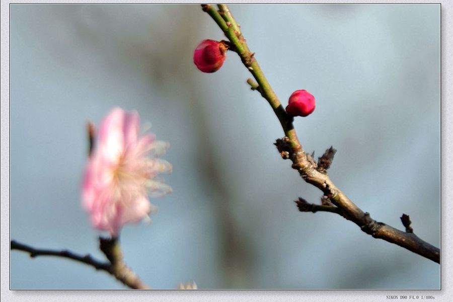 梅花二三枝朵朵报春来