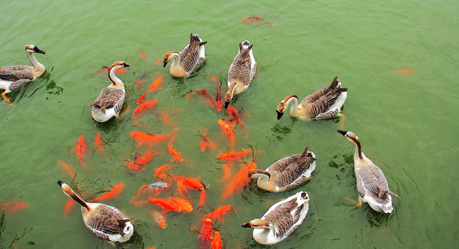 【红鲤戏鹅图--白毛浮绿水,红掌拨清波,金鱼穿