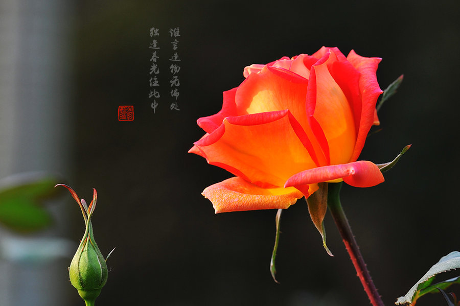 月季花