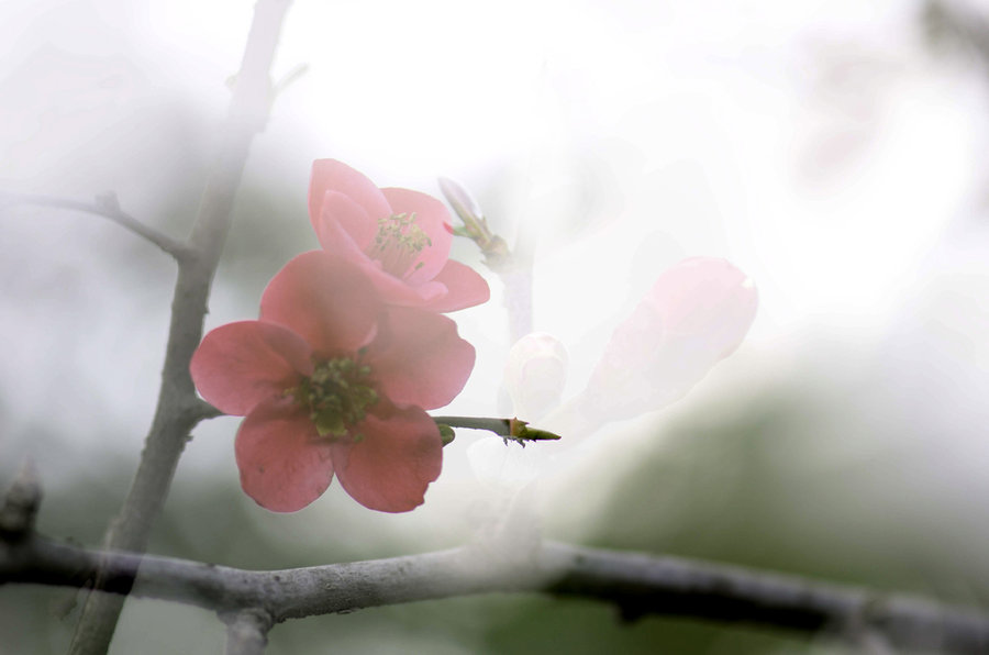 雾里看花——海棠