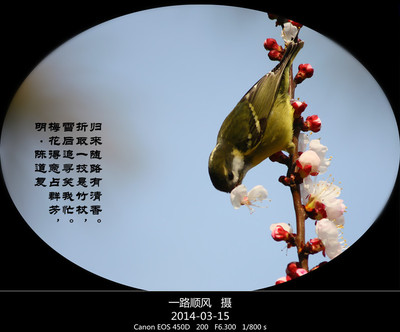 梅花与山雀蓝阿里慈鲷龙殿图片