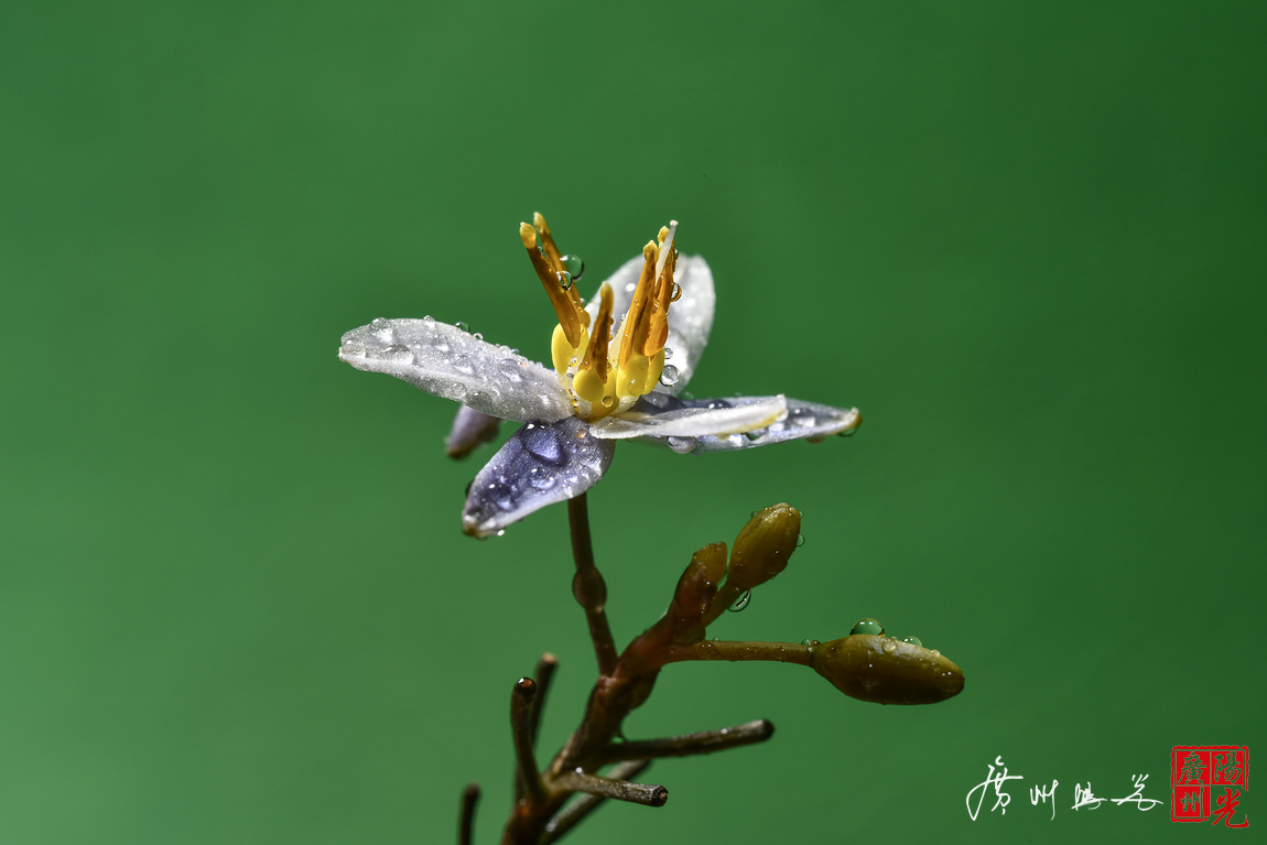 微距拍小花