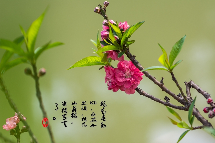春风微微吹南国,又见朵朵桃花红. (共p)