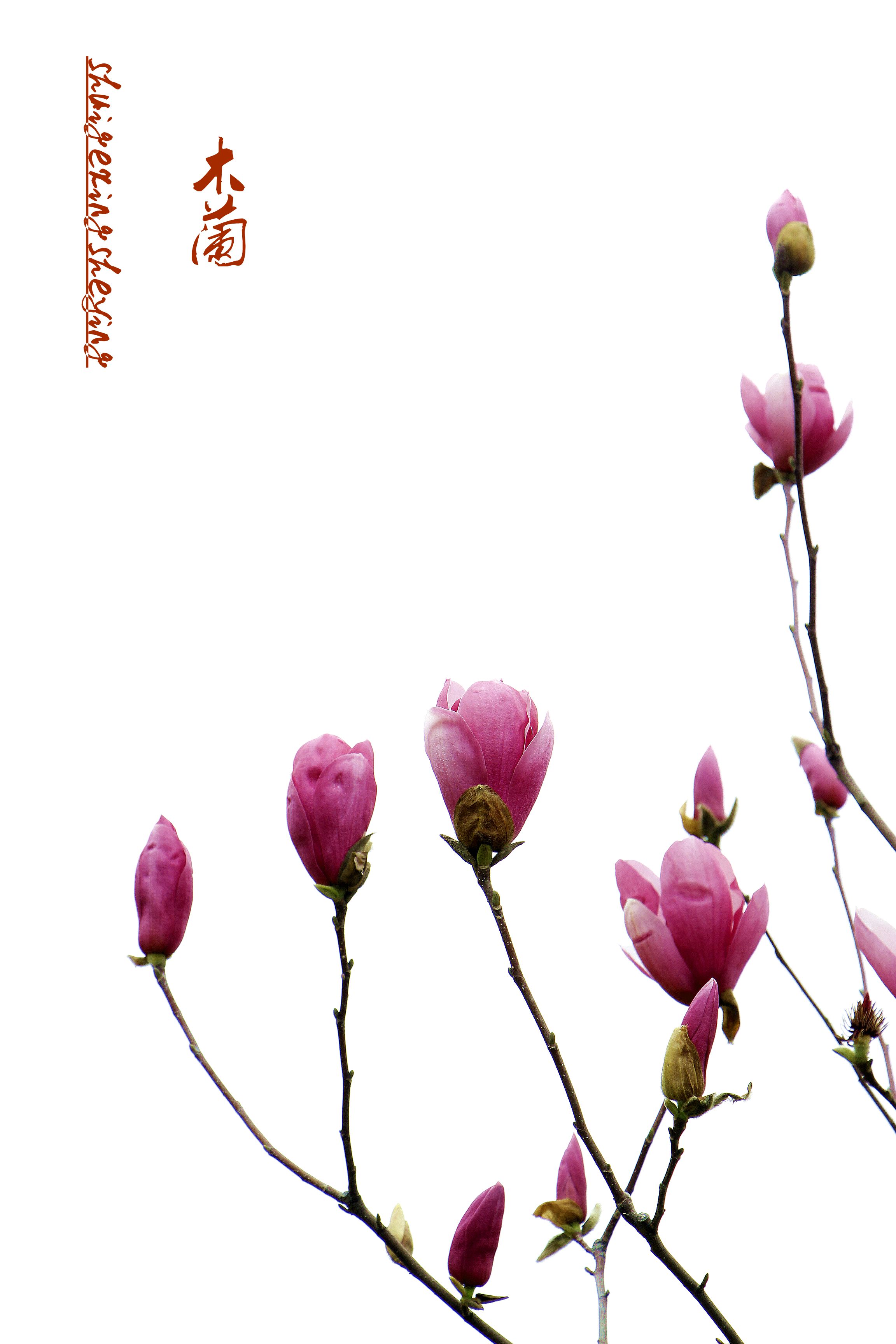木兰花春回大地