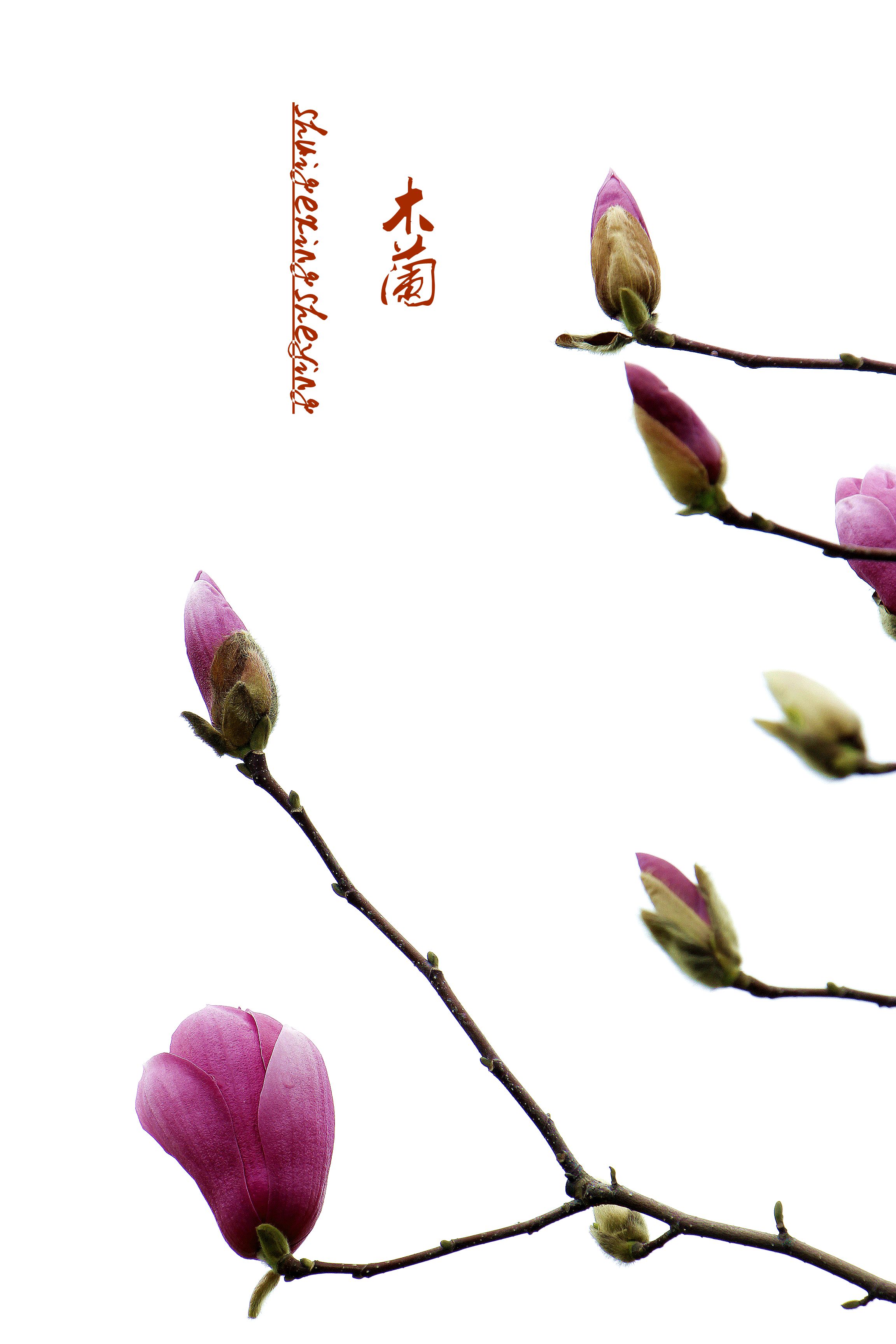 木兰花春回大地