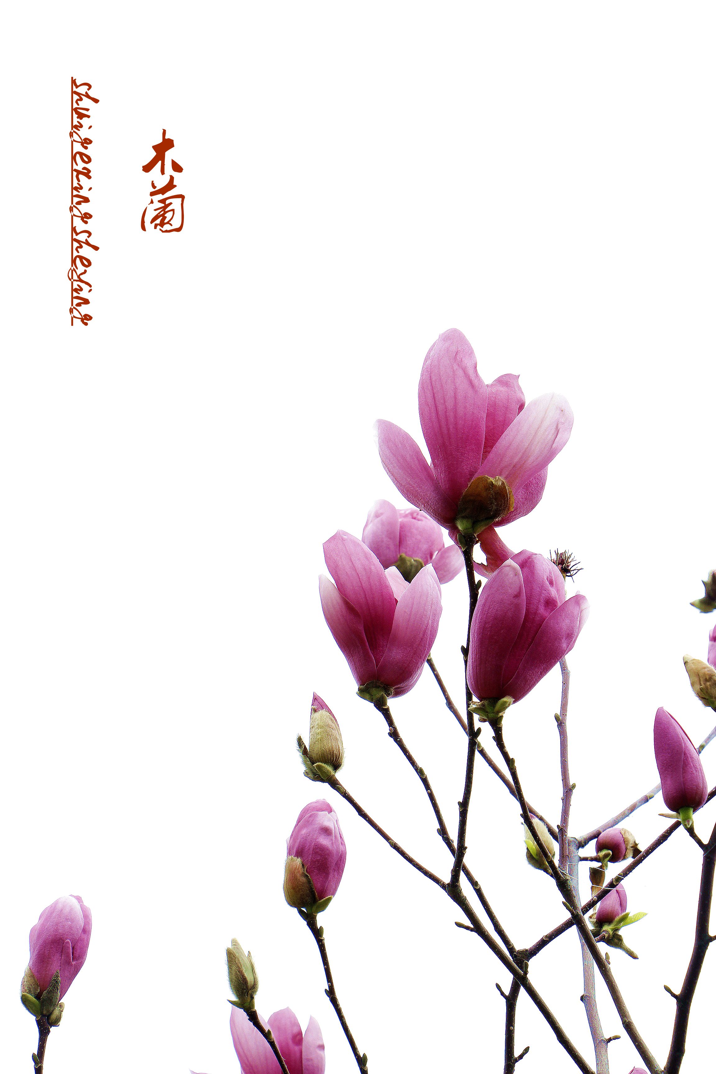 木兰花春回大地