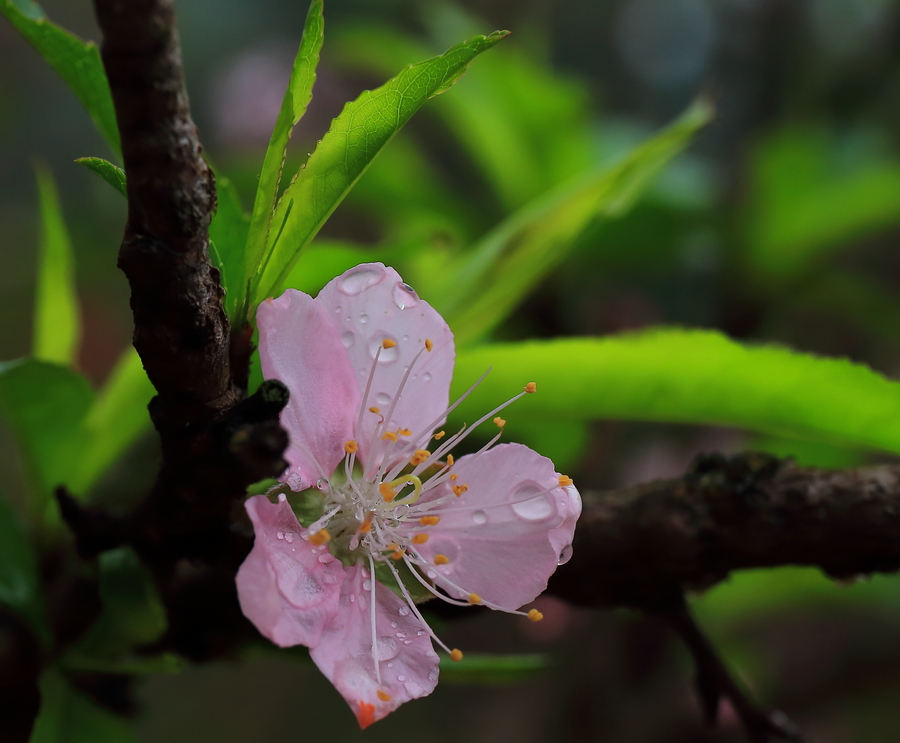 深圳莲花山桃花林