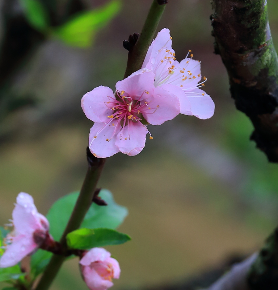 深圳莲花山桃花林