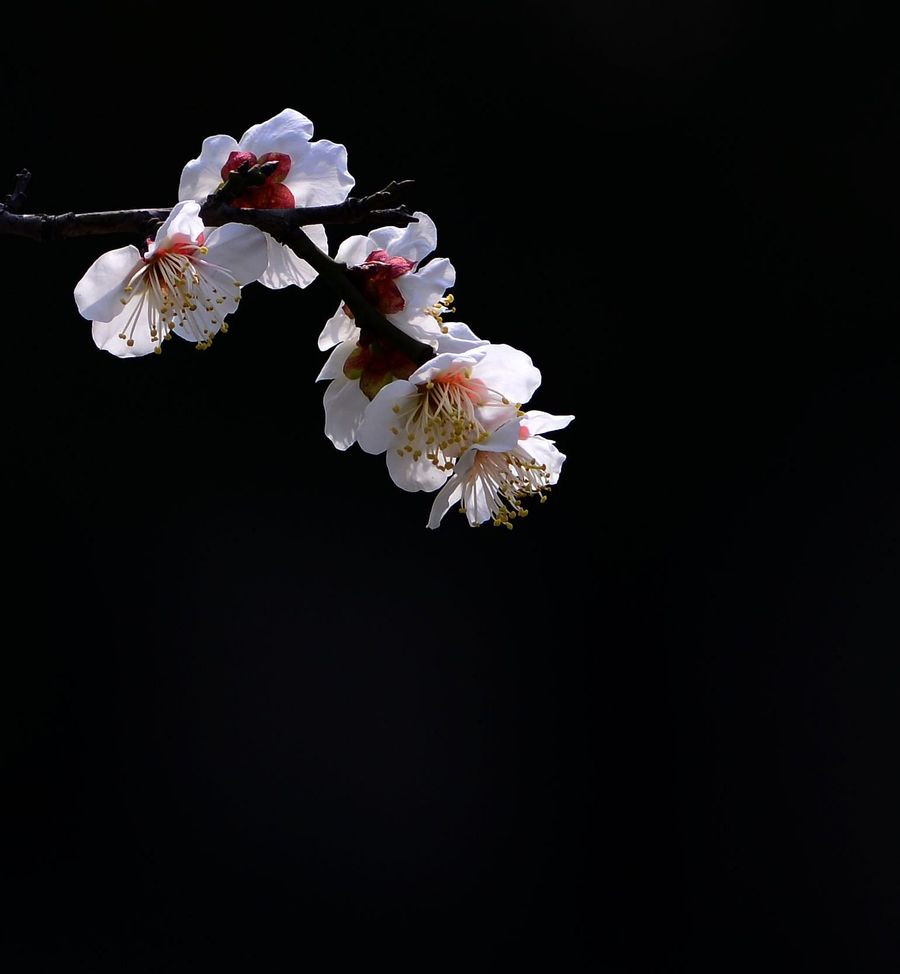 白梅