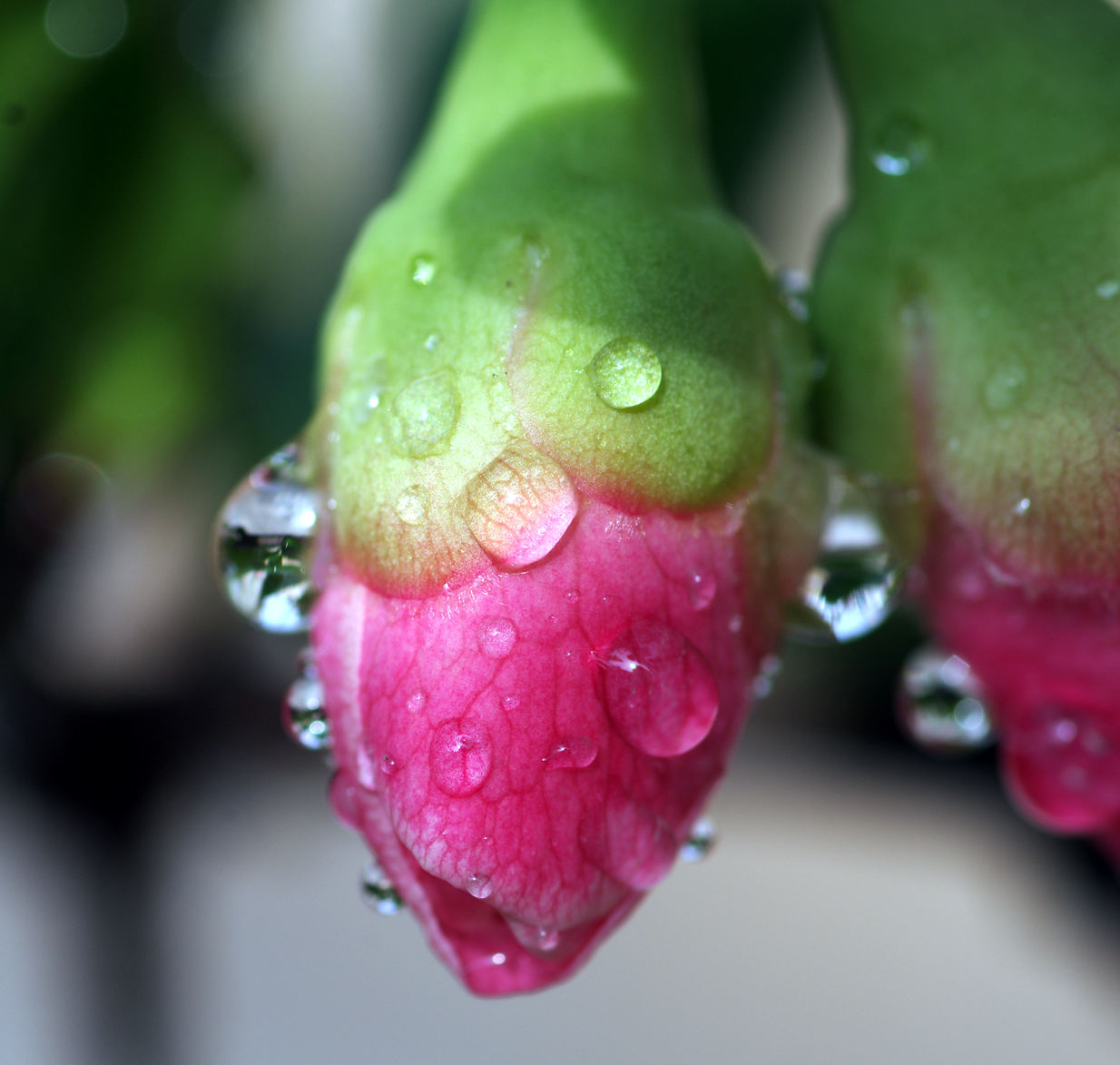 下雨在家拍花