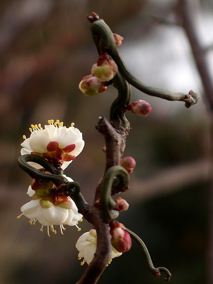 龙游梅花