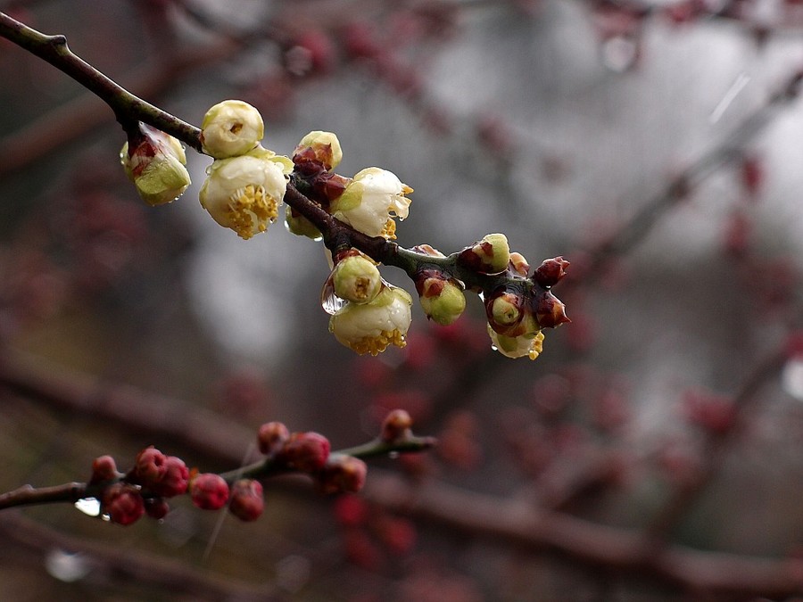 雨中梅花