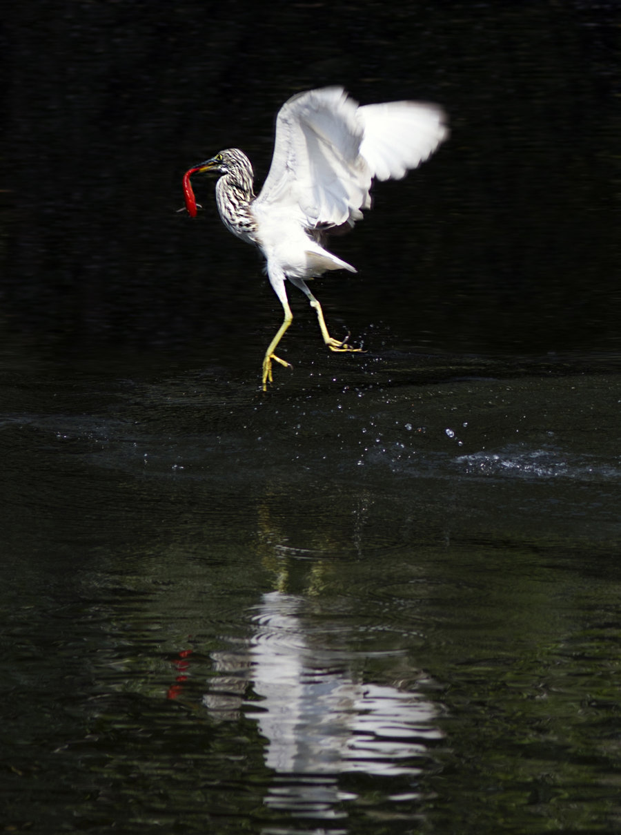【戏水---鹭鸶的和谐生活摄影图片】生态摄影