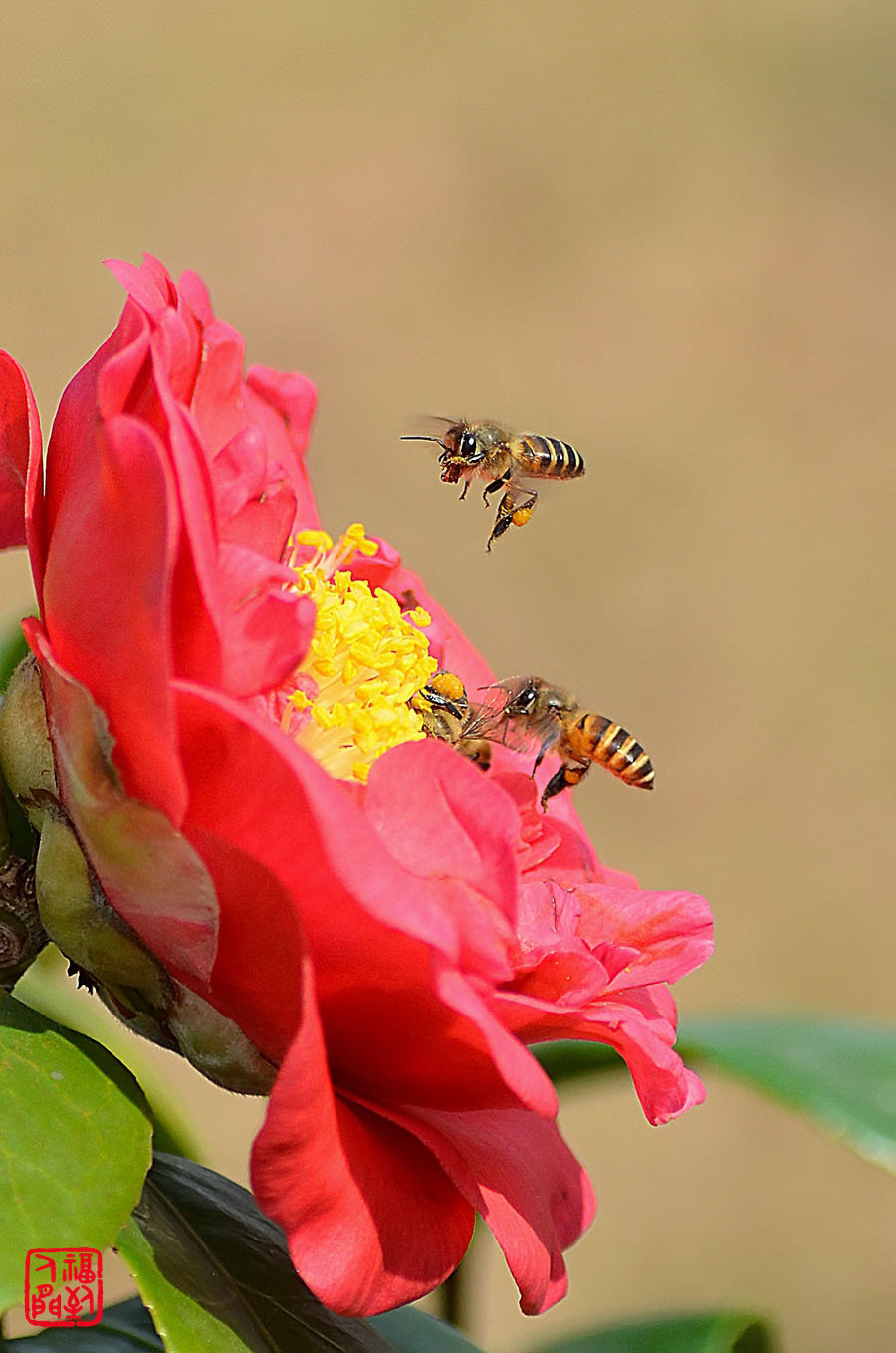 【茶花与蜜蜂摄影图片】生态摄影