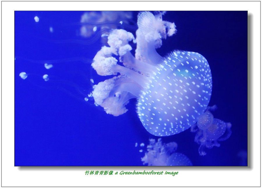 【青岛海底世界漂亮的水母摄影图片】风光旅游