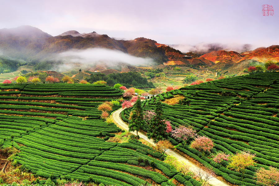 【樱花茶园好风光摄影图片】风光旅游摄影_玉山草堂