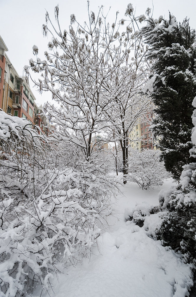 瑞雪兆丰年