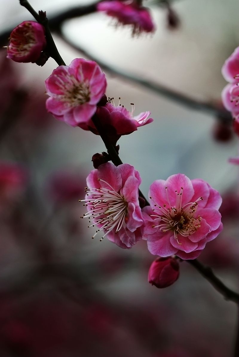 随拍梅花