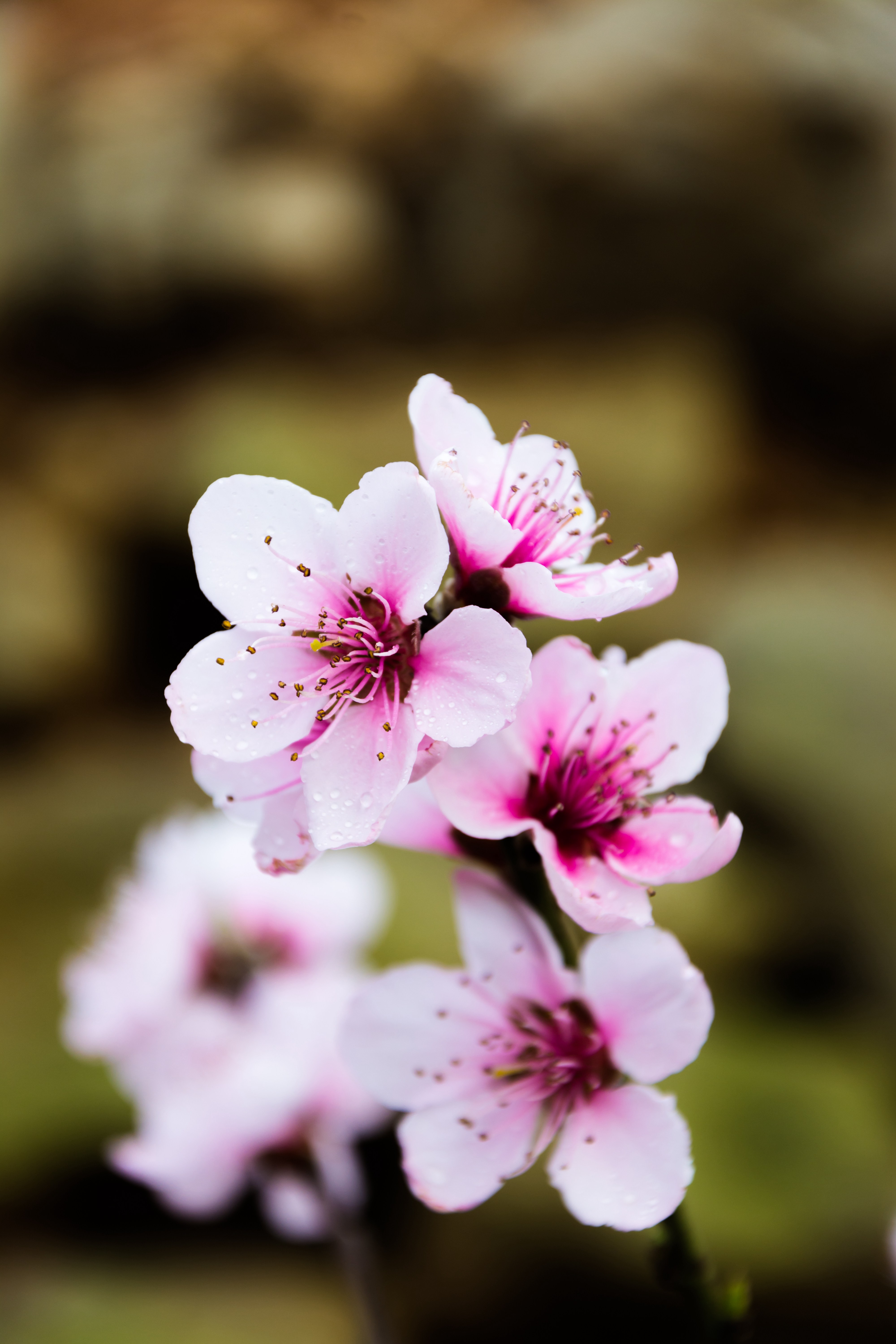 春暖花开