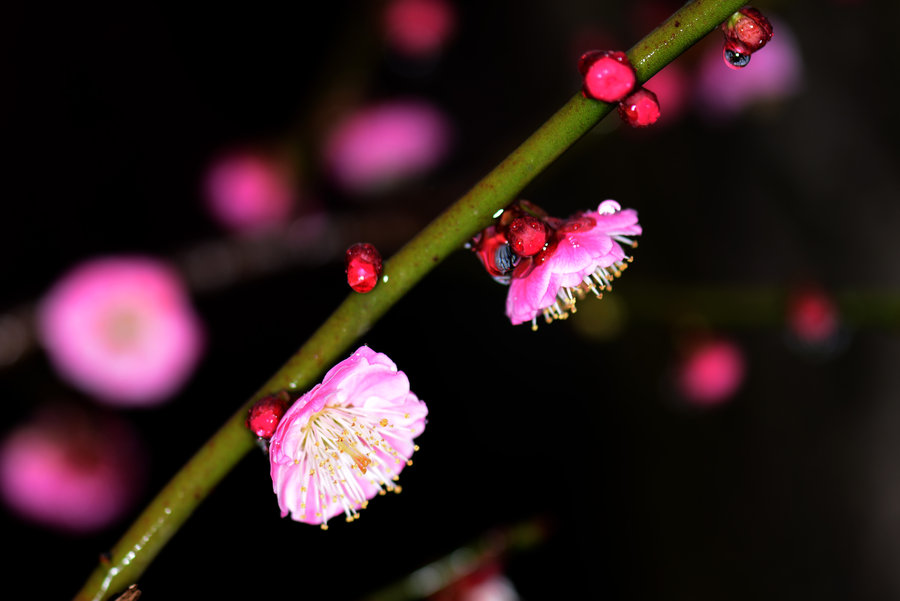 雨中梅花