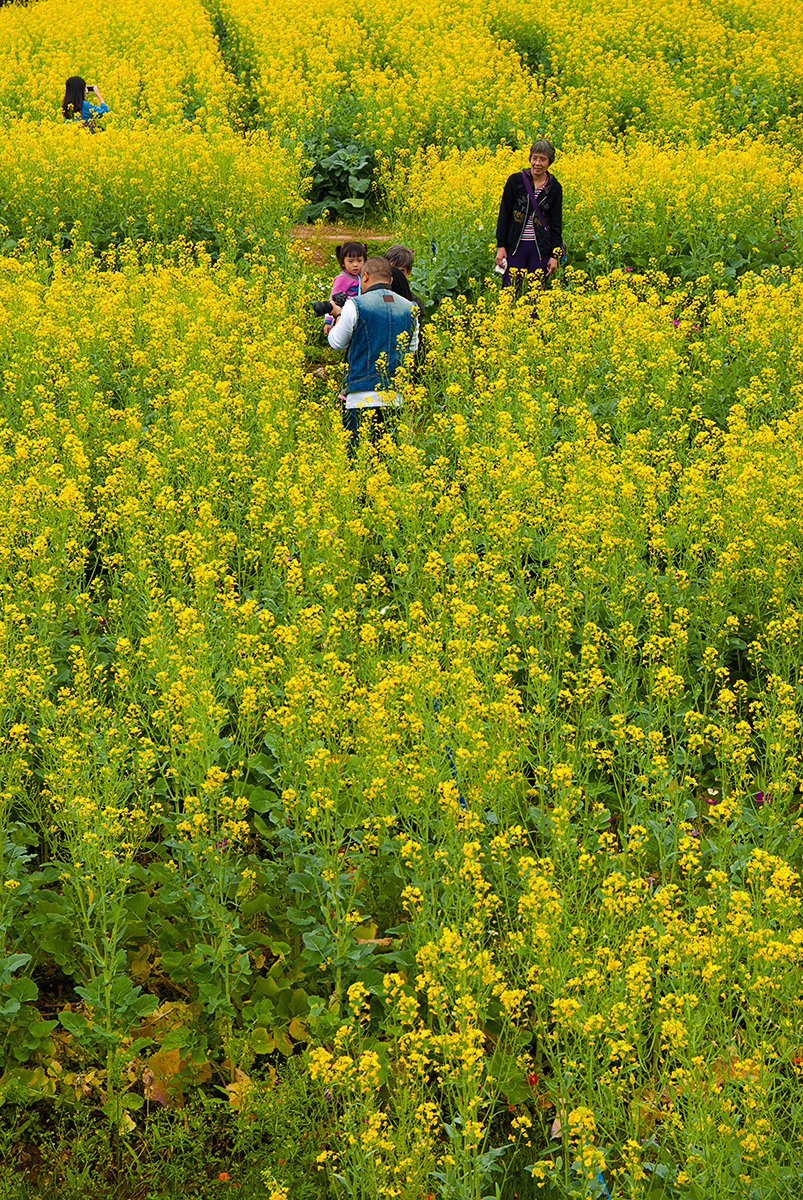 油菜花