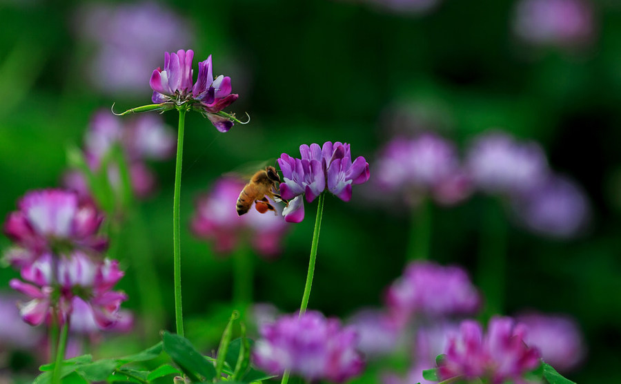 【紫云花开又是春天来临时摄影图片】生态摄影