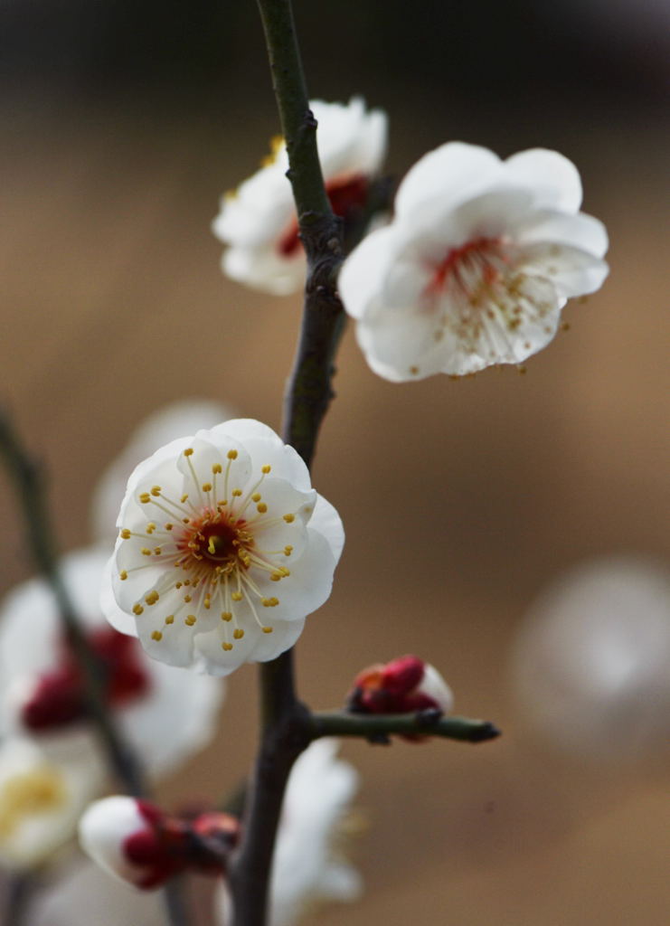 白色梅花