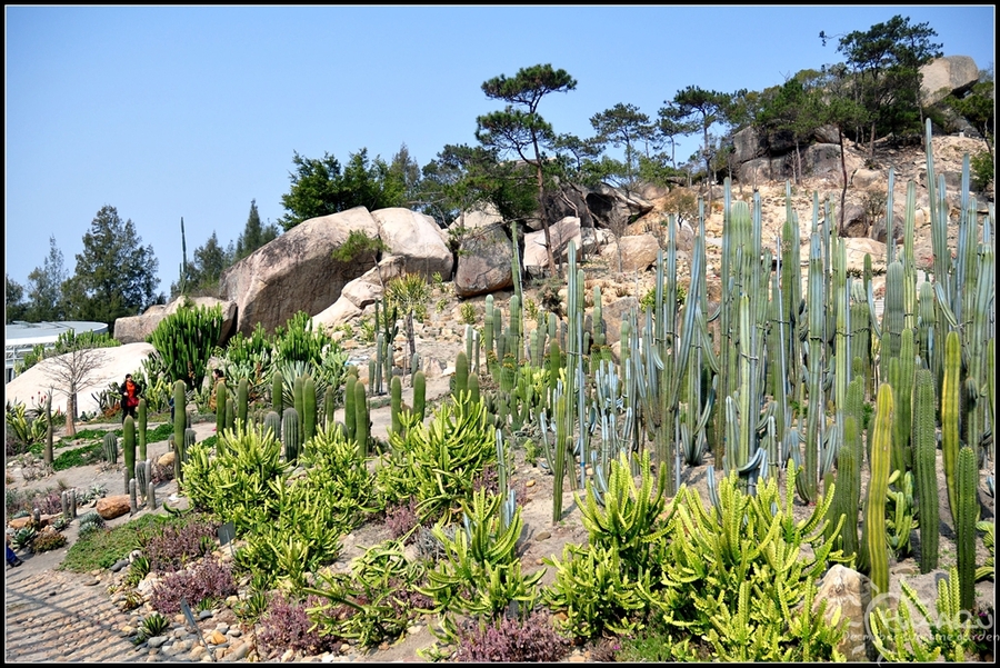 【厦门植物园之多肉植物摄影图片】风光旅游摄影_太平洋电脑网摄影部落