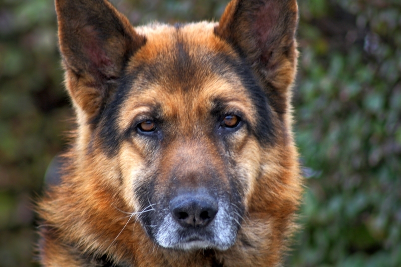 警犬