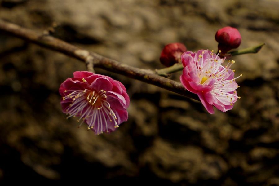 梅花一组共渡元宵佳节,祝大家节. (共p)