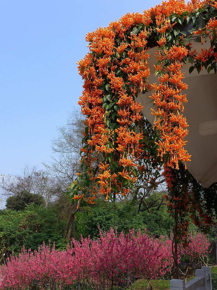 炮仗花一一贺元宵