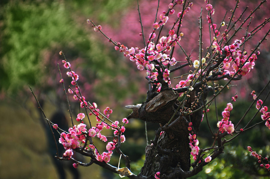 应时令 赏梅花