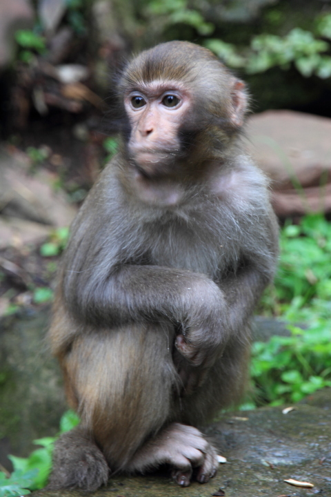 【张家界国家森林公园金鞭溪的猴子们摄影图片