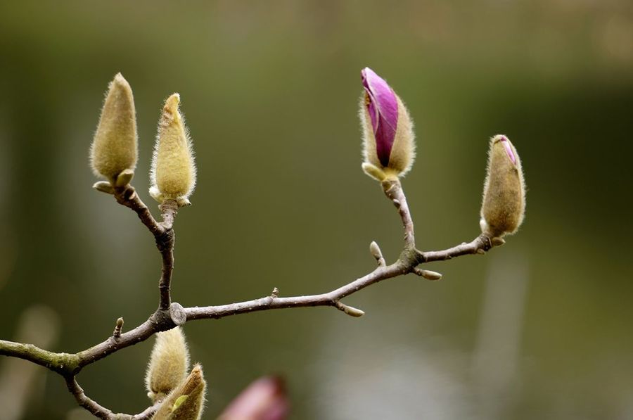 春天来了一一紫玉兰含苞待放