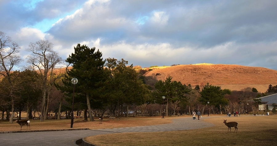 【奈良公园,神户港摄影图片】风光摄影