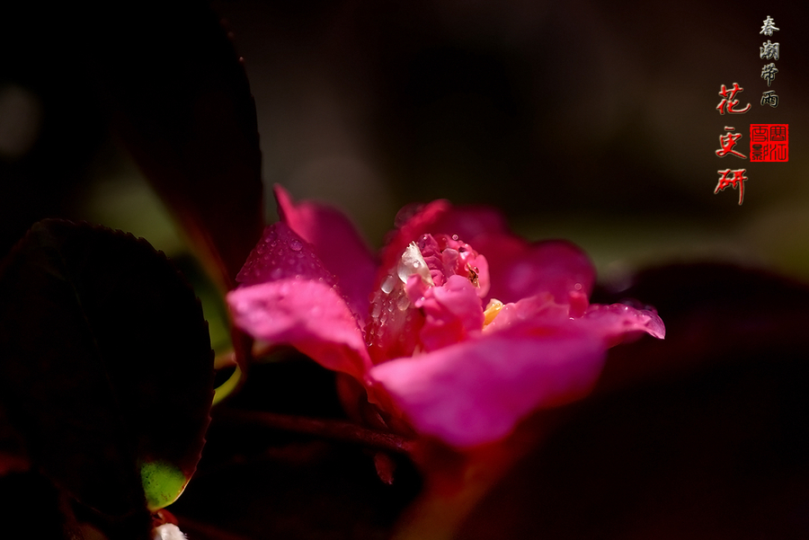 春潮带雨花更研 (共p)