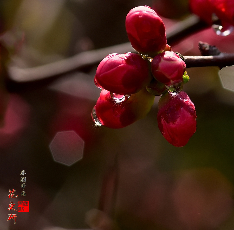 春潮带雨花更研 (共p)