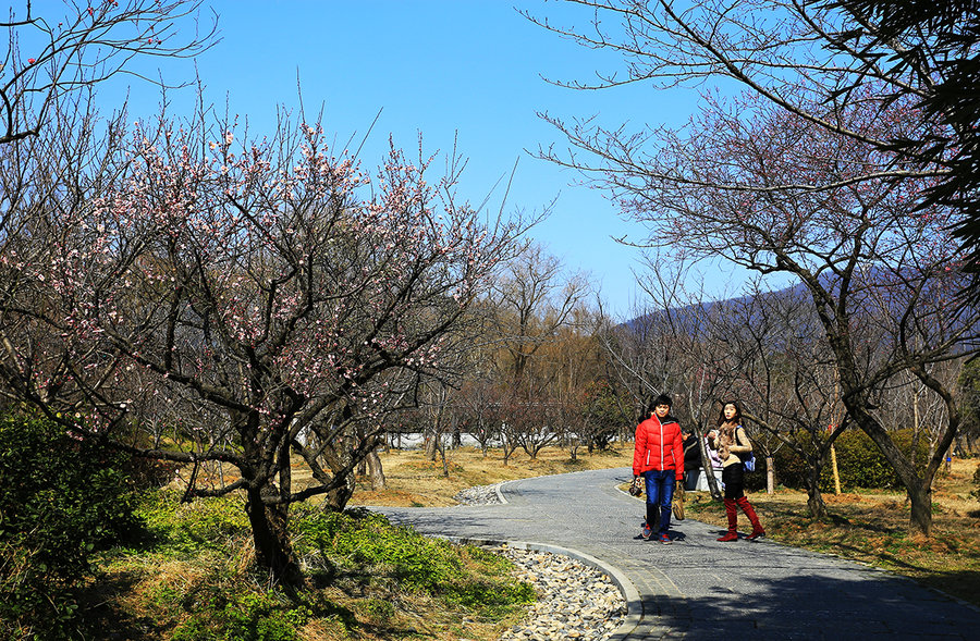 南京梅花山(五)