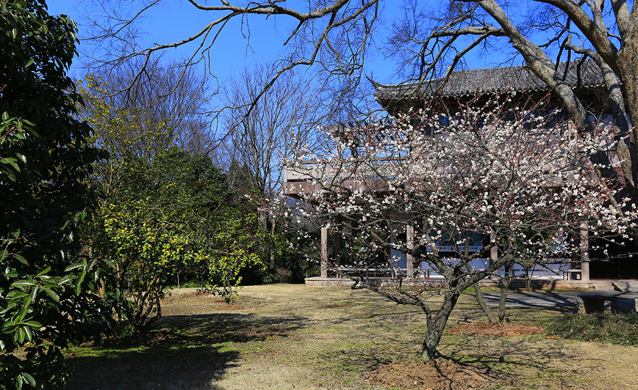 南京梅花山(五)