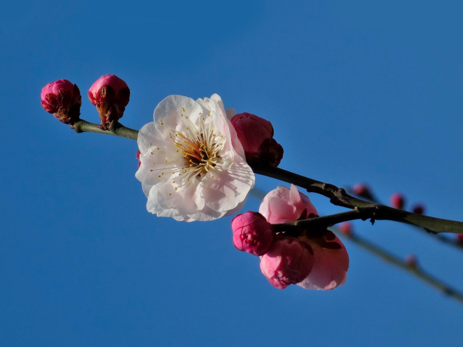 梅花香自苦寒来