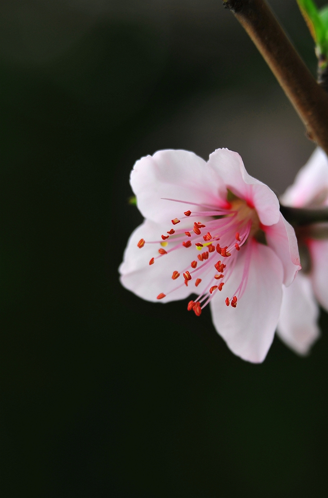 几片桃花