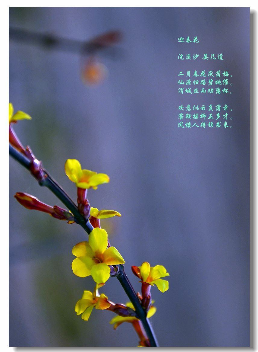【金英翠萼带春寒, 黄色花中有几般--迎春花(上