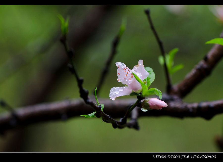 【默看春雨湿桃花摄影图片】生态摄影_太平洋电脑网摄影部落