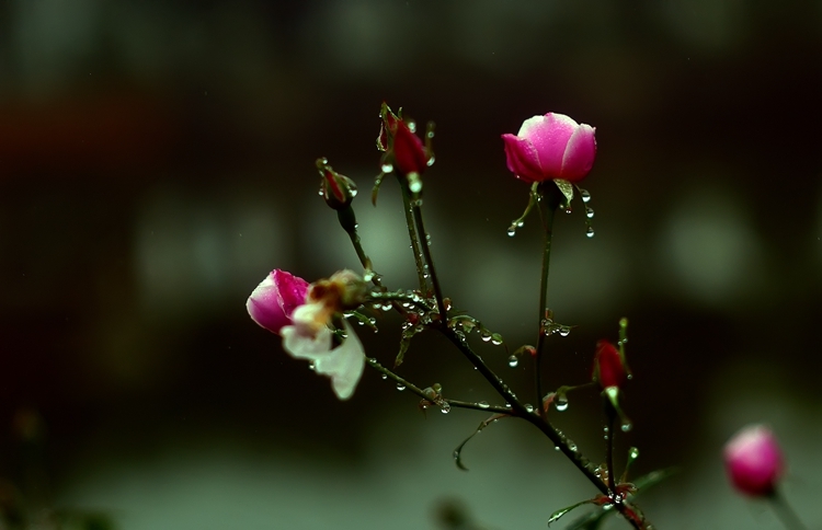 春天里的细雨