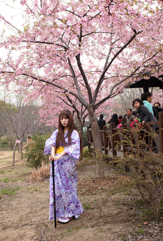 上海顾村公园樱花节拉开了序幕