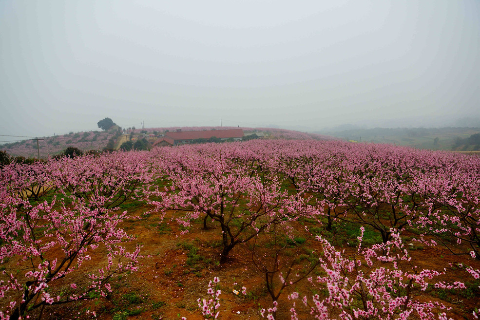 桃花山庄